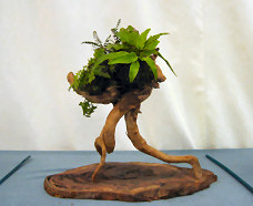 bonsai show